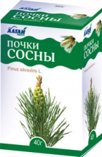 Сосна почки