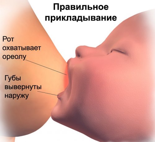 рейтинг чая для лактации. Смотреть фото рейтинг чая для лактации. Смотреть картинку рейтинг чая для лактации. Картинка про рейтинг чая для лактации. Фото рейтинг чая для лактации