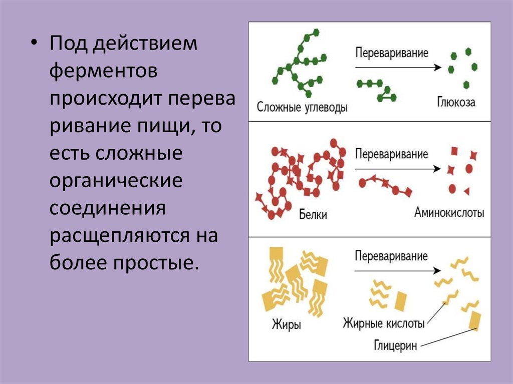 Лучшие ферменты для пищеварения - Гастроэнтерология, проктология ...