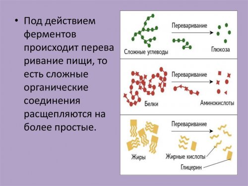 Ферменты расщепляют сложные соединения на более простые