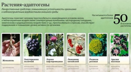 Лучшие растения-адаптогены