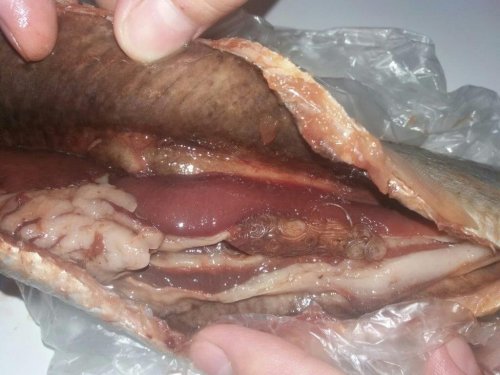 Глисты в рыбе