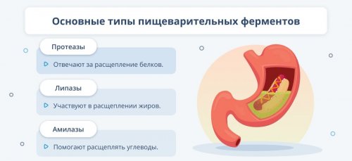 Пищеварительные ферменты