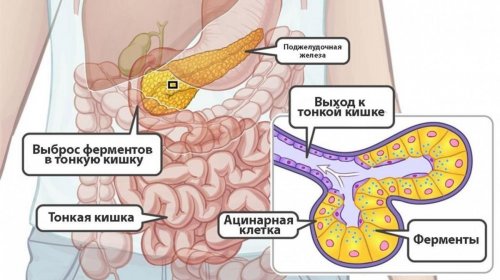 Поджелудочная железа и ферменты