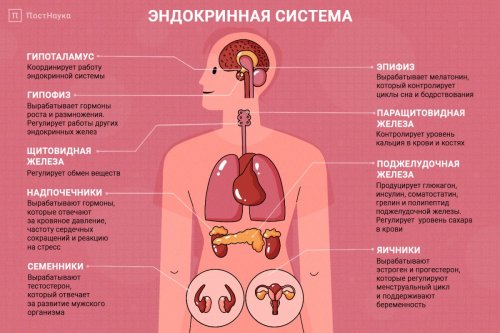 Эндокринная система