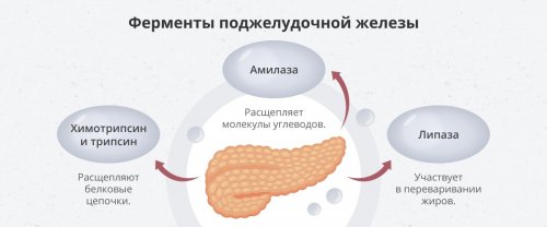 Ферменты поджелудочной железы