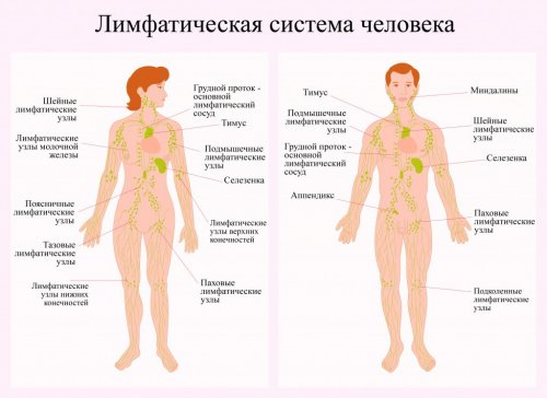 Лимфатическая система человека