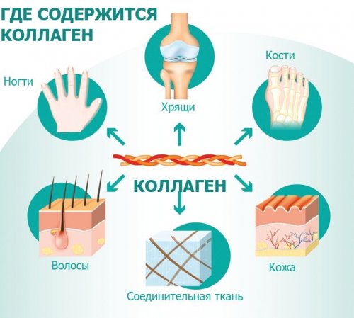 Где в организме содержится коллаген