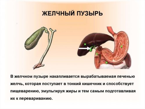 Как работает желчный пузырь