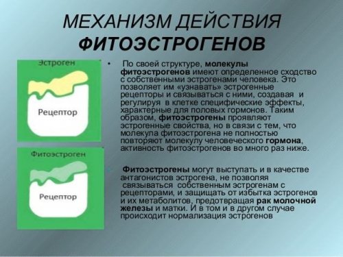 Как работают фитоэстрогены