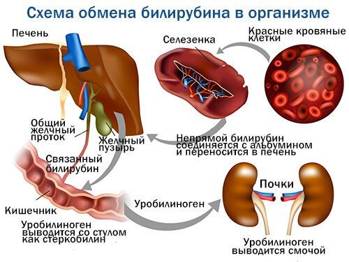 Синтез билирубина в организме