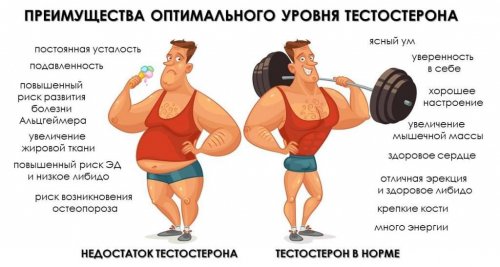 Топ-5 продуктов для повышения уровня тестостерона