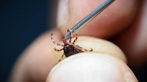 Вирусные клещи атакуют туристические зоны Турции
