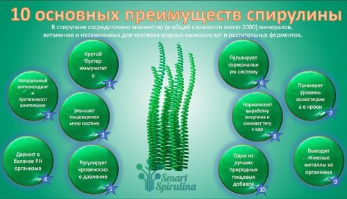Спирулина: как она работает?