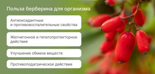 Чем полезен берберин