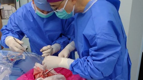 В Китае впервые провели пересадку генетически измененной свиной печени живому пациенту