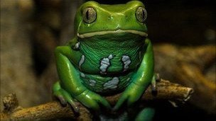 Опухоль исчезла полностью: бактерия из лягушки дала результат лучше «химии»