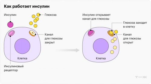 Как работает инсулин