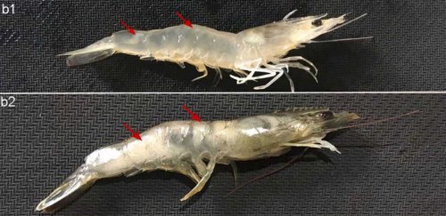 Креветки, умершие от нодавируса