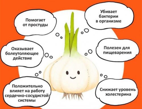 Чем полезен чеснок