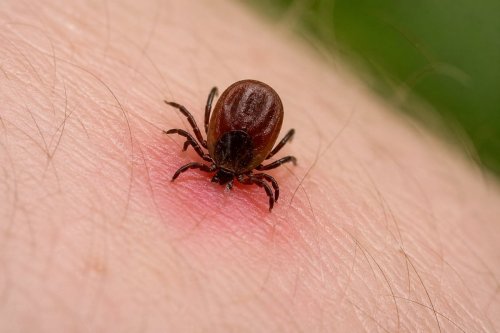 Какая группа крови притягивает клещей чаще других